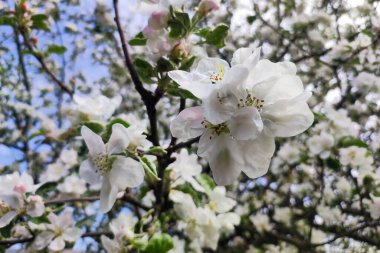 Bahar zamanı çiçek açan elma ağacı. Elma çiçeği beyaz çiçeklerle.