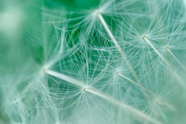 Soyut karahindiba arkaplanı. Sanatsal doğa yakın plan. Yaz sezonu. Karahindiba tohumlarını kapat, makro