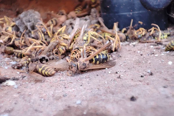 Viele Tote Wespen Getötetes Tier Der Natur Tote Insekten Pestizidproblem — Stockfoto