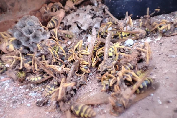 Viele Tote Wespen Getötetes Tier Der Natur Tote Insekten Pestizidproblem — Stockfoto