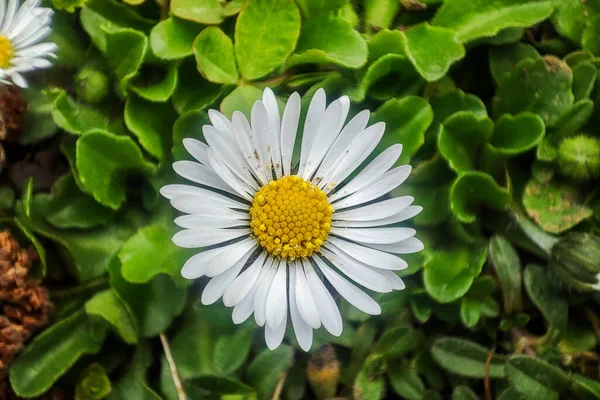 Makro Záběr Bílých Sedmikrásek Letní Zahradě Daisy Květinové Pozadí Heřmánek — Stock fotografie