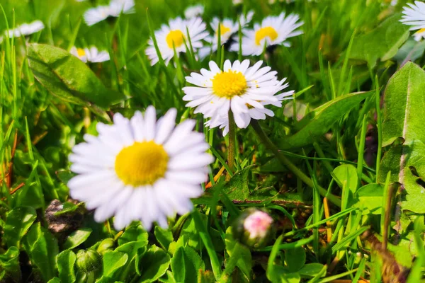 Makro Záběr Bílých Sedmikrásek Letní Zahradě Daisy Květinové Pozadí Heřmánek — Stock fotografie