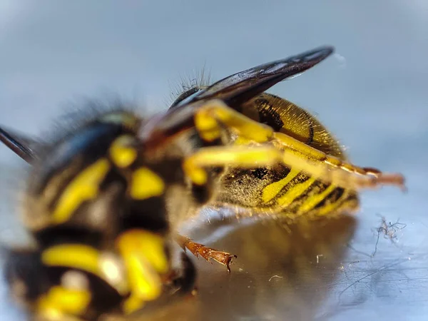 Makro ölü eşekarısı. Ölü hayvan. Sarı böcek yakın plan.