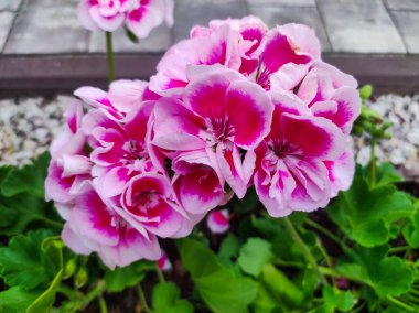Sardunya bahçesi, Pelargonium. Bulanık yeşil çiçekli sardunya çiçekleri. Pembe ve menekşe rengi pelargonyum çiçekleri kapatın.