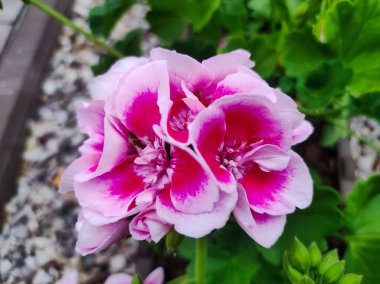 Sardunya bahçesi, Pelargonium. Bulanık yeşil çiçekli sardunya çiçekleri. Pembe ve menekşe rengi pelargonyum çiçekleri kapatın.