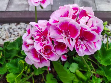 Sardunya bahçesi, Pelargonium. Bulanık yeşil çiçekli sardunya çiçekleri. Pembe ve menekşe rengi pelargonyum çiçekleri kapatın.
