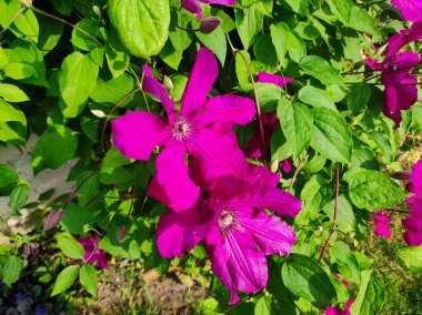 Mor klematis çiçekleri. Bahçede birçok çiçek açan pembe klematis çiçeği. Yeşil arka planda klematis çiçekleri. Bahçede daimi klematis sarmaşığı çiçekleri