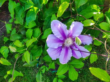 Mor klematis çiçekleri. Bahçede birçok çiçek açan pembe klematis çiçeği. Yeşil arka planda klematis çiçekleri. Bahçede daimi klematis sarmaşığı çiçekleri