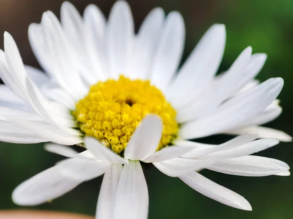 Makroblume Blütenkopf Natürlicher Hintergrund Frühlingsblumen — Stockfoto