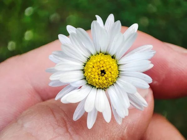 Άνθος Μαργαρίτας Κεφάλι Λουλουδιού Φυσικό Φόντο Ανοιξιάτικα Λουλούδια — Φωτογραφία Αρχείου