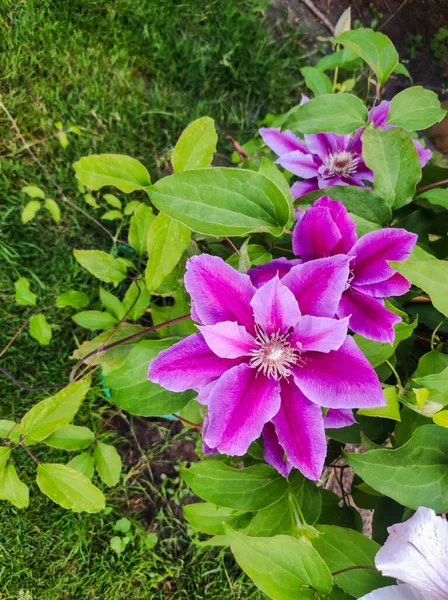 Fleurs Pourpres Clématisesbeaucoup Fleurissent Rose Clématite Dans Jardin Fleurs Clématites — Photo