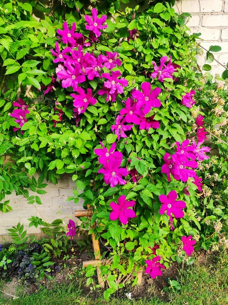 Flores Clematis Púrpurasmuchas Flores Clematis Rosa Florecen Jardín Flores Clematis — Foto de Stock