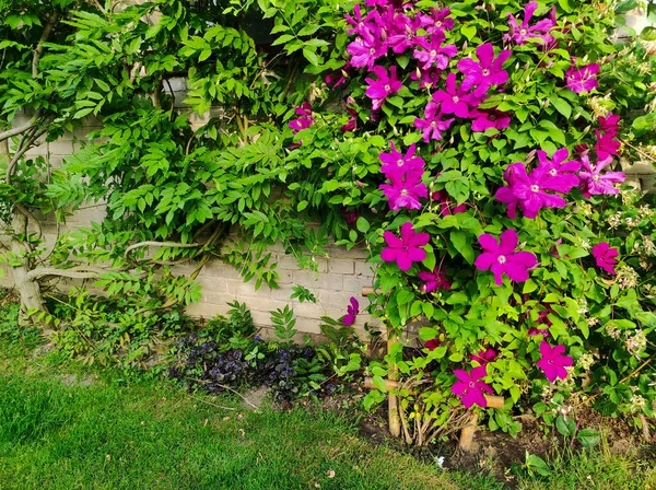Purple Clematis Flowersmany Bloom Pink Clematis Flower Garden Flowers Clematis — Stock Photo, Image