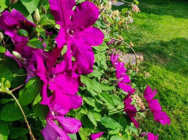 Fleurs Pourpres Clématisesbeaucoup Fleurissent Rose Clématite Dans Jardin Fleurs Clématites — Photo