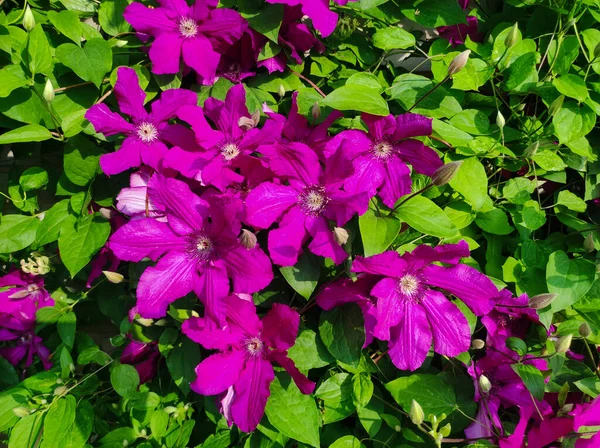 Lila Klematisblütenviele Blühen Rosa Klematis Garten Blüten Der Clematis Auf — Stockfoto