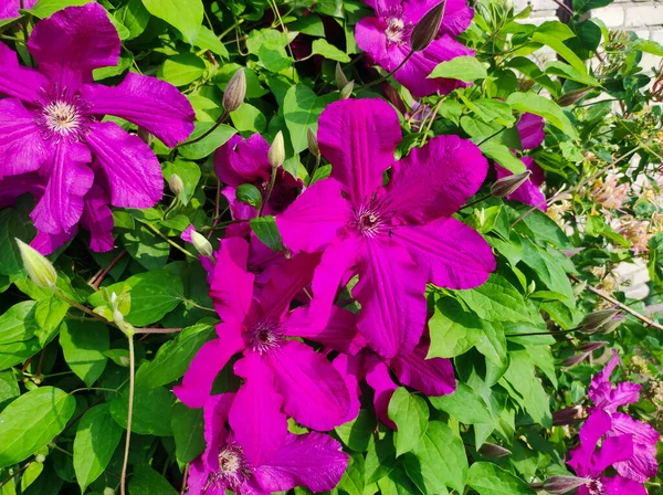 Lila Klematisblütenviele Blühen Rosa Klematis Garten Blüten Der Clematis Auf — Stockfoto