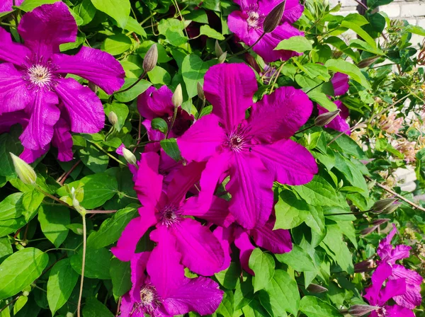 Fleurs Pourpres Clématisesbeaucoup Fleurissent Rose Clématite Dans Jardin Fleurs Clématites — Photo