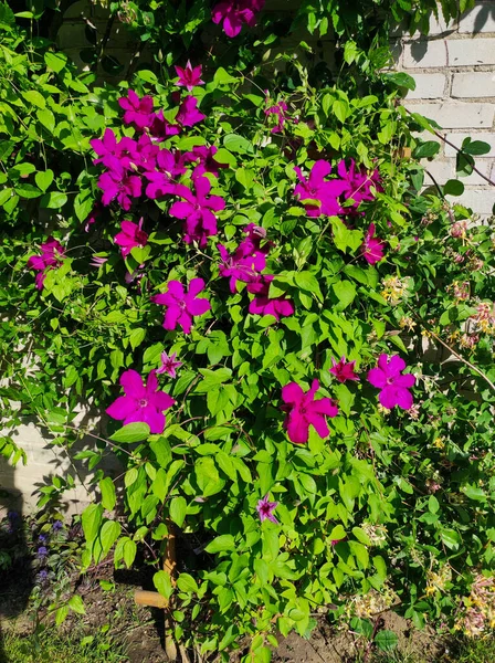 Fleurs Pourpres Clématisesbeaucoup Fleurissent Rose Clématite Dans Jardin Fleurs Clématites — Photo