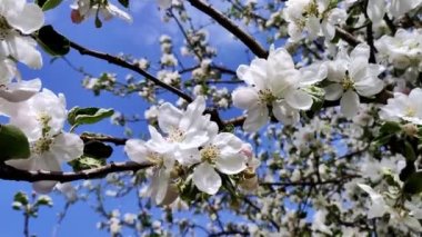 Full Bloom 'daki elma bahçesi. Bahar zamanı çiçek açan elma ağacı..