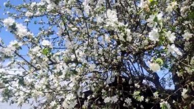 Full Bloom 'daki elma bahçesi. Bahar zamanı çiçek açan elma ağacı..