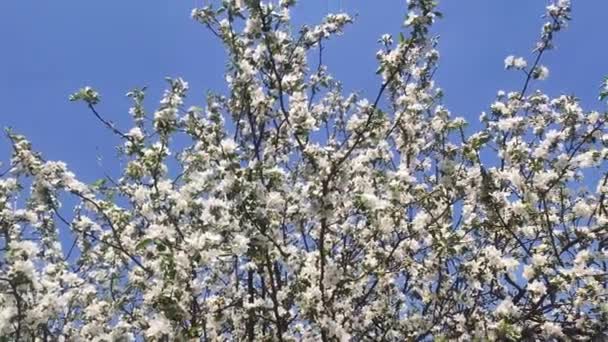 Manzana Plena Floración Manzano Floreciente Primavera — Vídeos de Stock