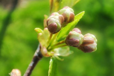 Details of bud in cherry tree branch. Macro cherry plant. Spring outdoor botany