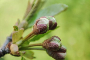 Details of bud in cherry tree branch. Macro cherry plant. Spring outdoor botany