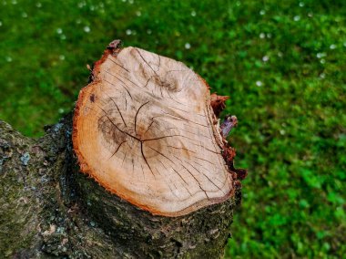Stump of a tree. Cut log. Forest concept. Cutting forest