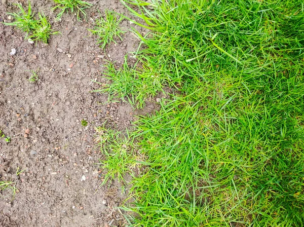 Grass Problem Concept Background Meadow Bad Condition Disease Lawn Garden — Stock fotografie
