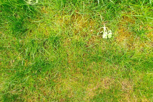 Grass Problem Concept Background Meadow Bad Condition Disease Lawn Garden — Stockfoto