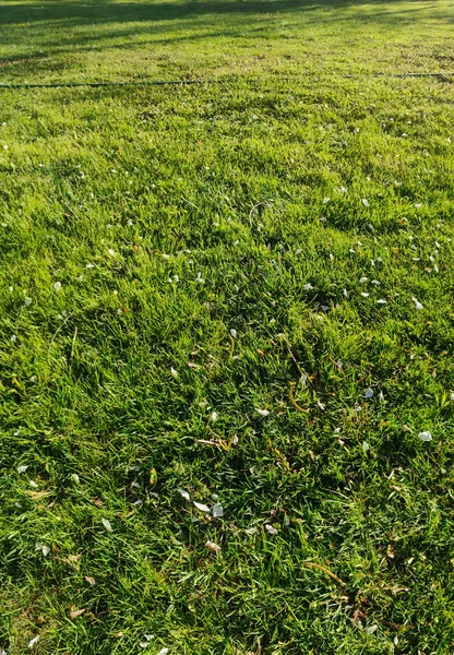 Green Grass Field Green Agriculture Texture Summer Garden Meadow — Stok fotoğraf