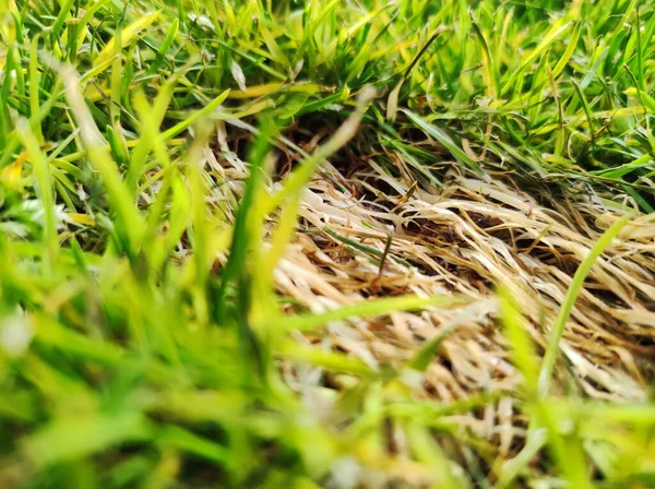 Lawn Problem Due Drought Grass Mushroom Grass Diseases Garden Dead — Stok fotoğraf