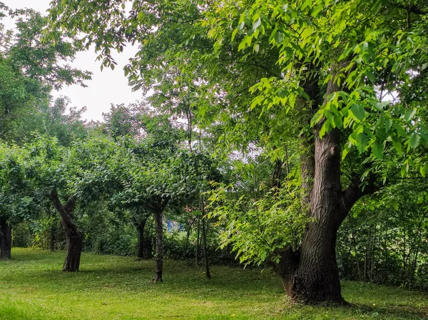 Trees Park Natural Park Landscape Summer Time — Stockfoto
