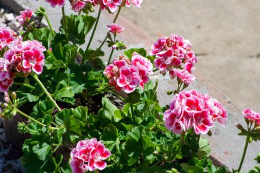 Garden geranium - Pelargonium. ink geranium flowers on a blurry green floral background. pink and violet colored pelargonium flowers close u