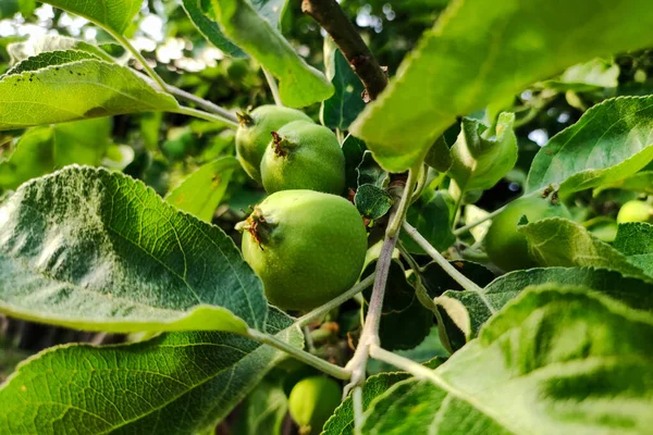 Unripe Apple Tree Branch Growth Apple Agriculture Farm Healthy Bio — Stock Photo, Image