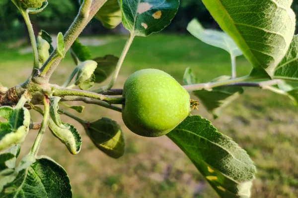 Unripe Apple Tree Branch Growth Apple Agriculture Farm Healthy Bio — Stock Photo, Image