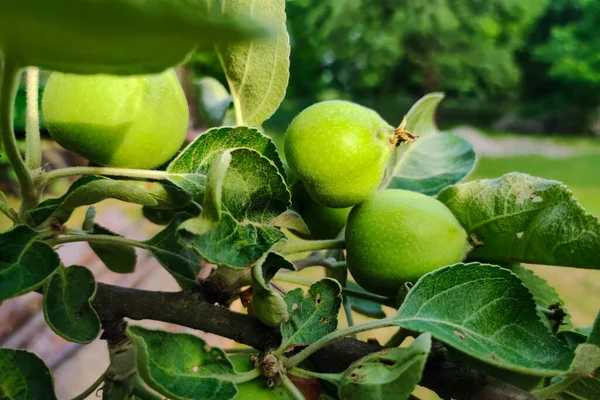 Unripe Apple Tree Branch Growth Apple Agriculture Farm Healthy Bio — Stock Photo, Image