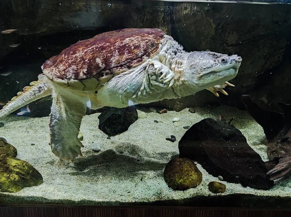 Turtle in aquapark. Animal underwater. Tropical turtle