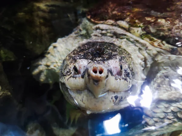 Turtle in aquapark. Animal underwater. Tropical turtle