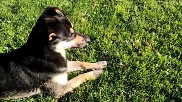 Young Dog Lying Green Grass Garden Dog Resting Lawn — Wideo stockowe