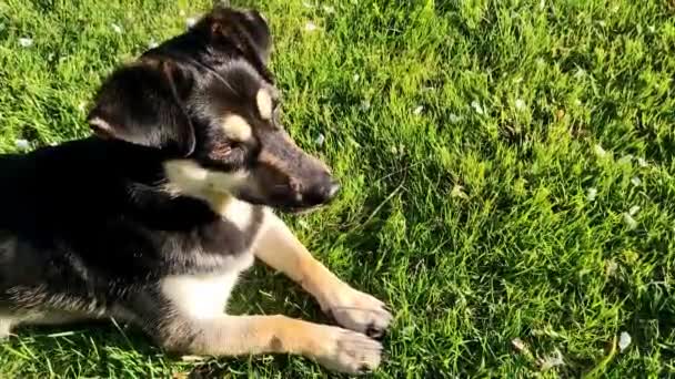 Young Dog Lying Green Grass Garden Dog Resting Lawn — Video Stock