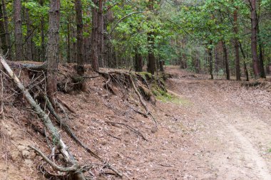 Sonbahar ormanı. Ağaç gövdesi dışarıda. Doğal çevre kavramı. Park görünümü