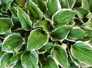 Yeşil Hosta çalısı. Doğal arkaplan görüntüsü. Hosta-bir süs planı