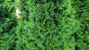 Taze kesilmiş çimenler ve bakımlı bir çimenlikteki dekoratif çitler. Çit budadıktan sonra kayın çiti. Çimenli uzun yeşil çit