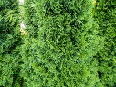 Taze kesilmiş çimenler ve bakımlı bir çimenlikteki dekoratif çitler. Çit budadıktan sonra kayın çiti. Çimenli uzun yeşil çit