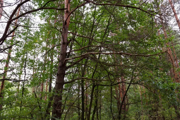 Jesienny Las Bagażnik Zewnątrz Koncepcja Środowiska Naturalnego Widok Park — Zdjęcie stockowe