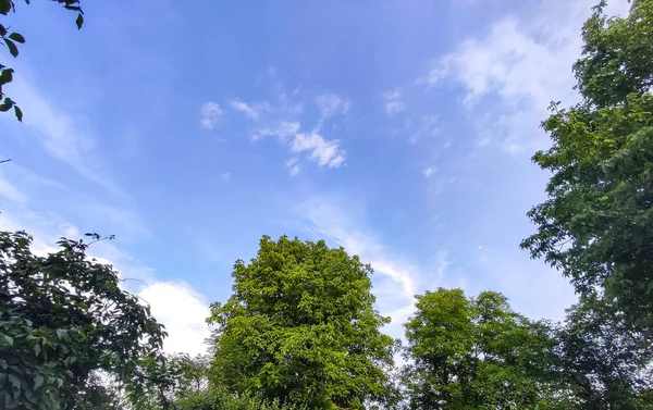 Blue sky with clouds. Garden view. Outdoor trees on sky background