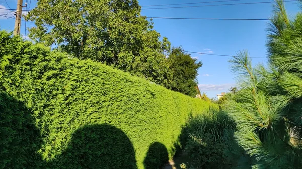 Freshly cut grass and decorative trimmed hedge in a well kept lawn. Beech hedge after a hedge trimming. Long green hedge with a lawn