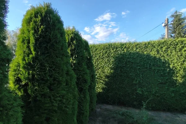 Freshly cut grass and decorative trimmed hedge in a well kept lawn. Beech hedge after a hedge trimming. Long green hedge with a lawn