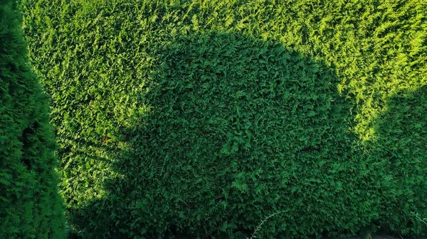 よく手入れされた芝生の中で新鮮な切り取られた草と装飾的なトリミングされたヘッジ ヘッジトリミング後のブナのヘッジ 芝生の長い緑のヘッジ — ストック写真